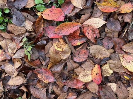 落ち葉 落ち葉,落葉,枯れ葉の写真素材