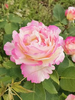 バラ バラ バラ,バラ園,薔薇の写真素材