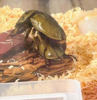 交尾しようとするババオウゴンオニクワガタの写真