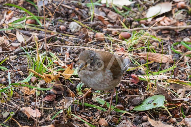 シロハラの地上採餌 シロハラ,鳥,野鳥の写真素材