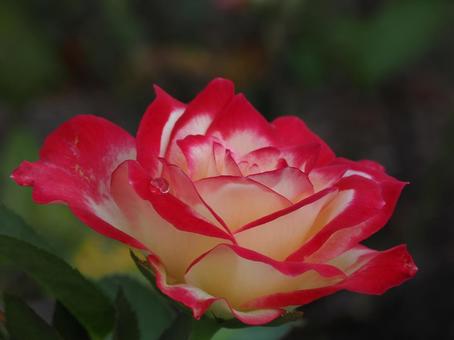 バラ園にて綺麗な薔薇を撮りました 花,薔薇,自然の写真素材