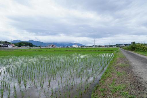 Rice cultivation, JPG Rice cultivation, JPG