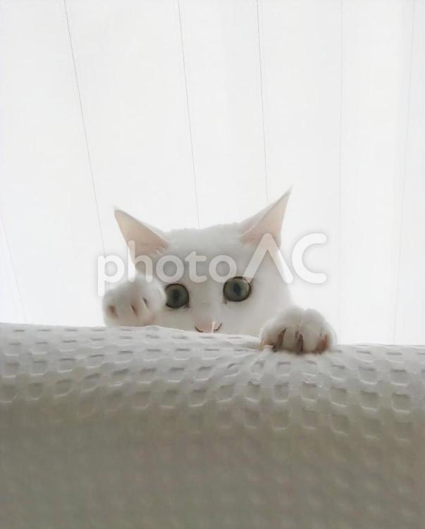 白背景と白猫 猫,白猫,ねこの写真素材