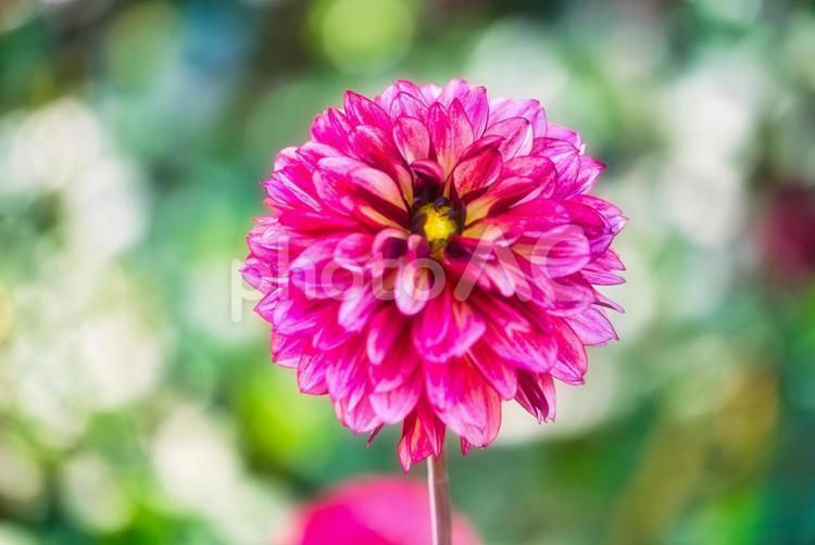 咲きそろったダリア ダリア園,ダリア,植物の写真素材