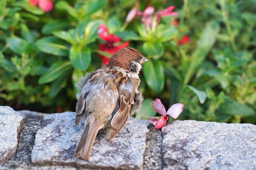 石垣にいる羽繕い中のスズメ 石垣にいる羽繕い中のスズメ スズメ,雀,小鳥の写真素材