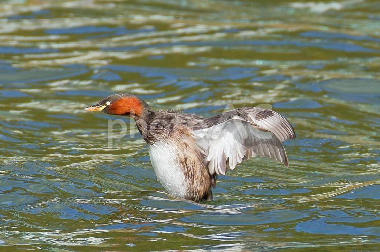 水面で羽ばたきをするカイツブリ カイツブリ,夏羽,水鳥の写真素材
