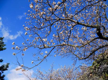 桜のある風景 桜のある風景 桜,サクラ,木の写真素材