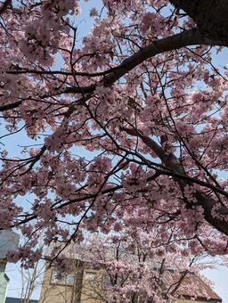 桜咲く 桜咲く 日本,景色,季節の写真素材