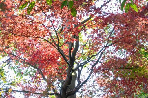 秋の気配・色づくモミジ 紅葉,モミジ,秋の写真素材