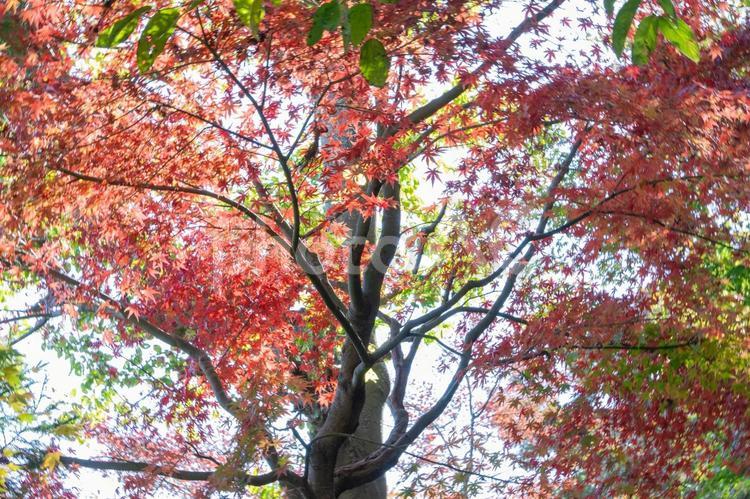 秋の気配・色づくモミジ 紅葉,モミジ,秋の写真素材
