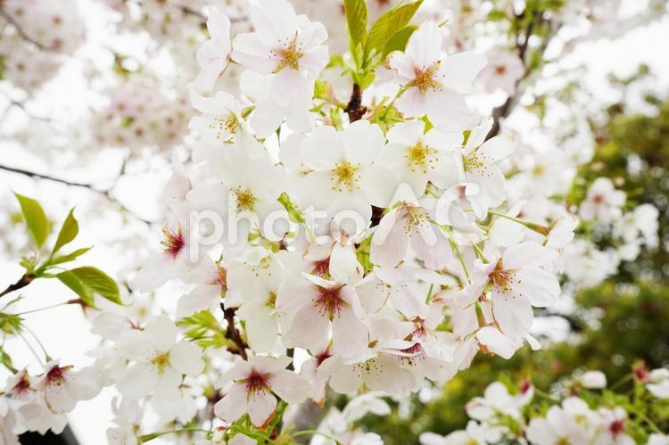 満開の桜の花6 桜,さくら,ソメイヨシノの写真素材