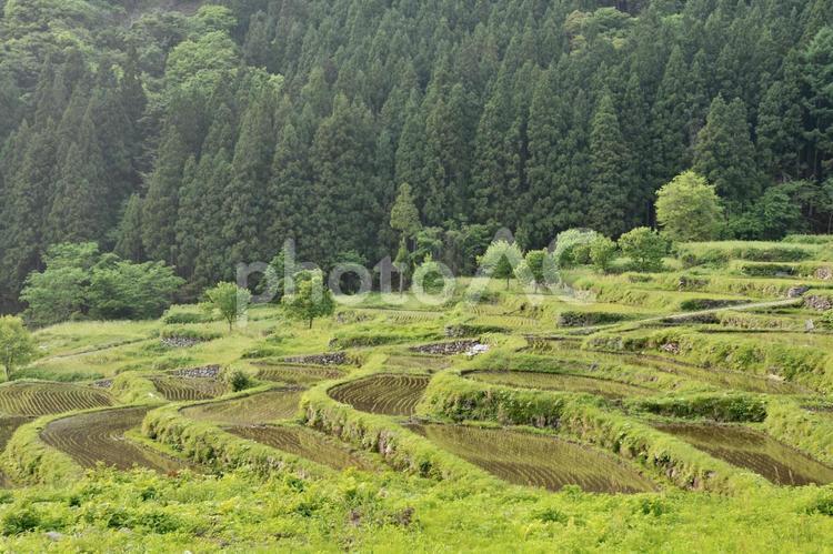 長野県飯山市の福島棚田 棚田,風景,自然の写真素材