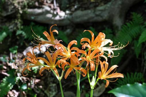 八幡岳のオオキツネノカミソリ 八幡岳のオオキツネノカミソリ オオキツネノカミソリ,群生地,花の写真素材