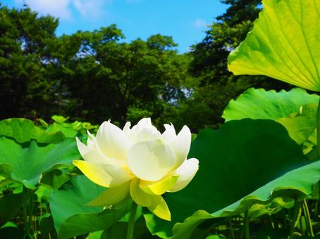 行田―大きく開いた白い蓮 行田―大きく開いた白い蓮 行田,古代蓮の里,花の写真素材