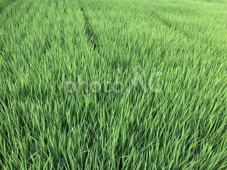 夏の稲背景素材 夏,稲,背景の写真素材