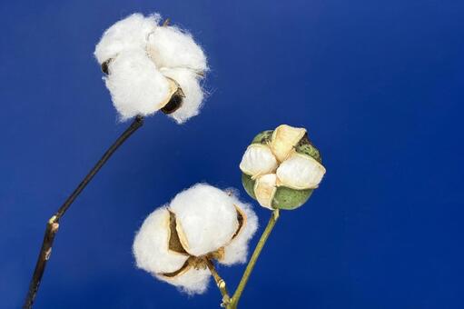綿花 綿木,野外,自然の写真素材