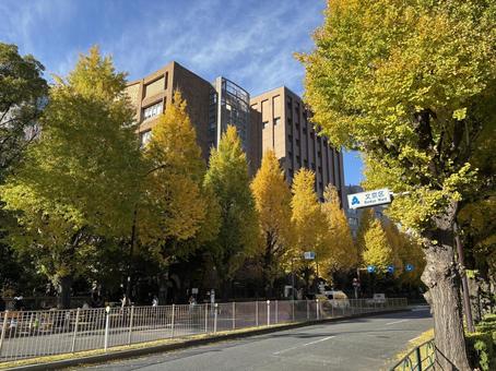 銀杏並木 御茶ノ水,青空,街並みの写真素材