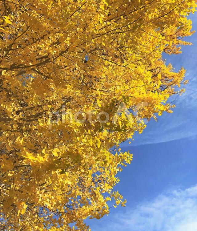 青空に映える大きな銀杏の木 いちょう,銀杏,落ち葉の写真素材