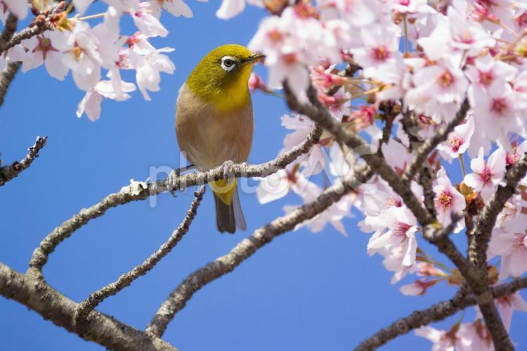 花が咲いた桜の木にとまる野鳥、メジロ メジロ,桜,ソメイヨシノの写真素材