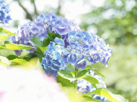 紫陽花 紫陽花の写真