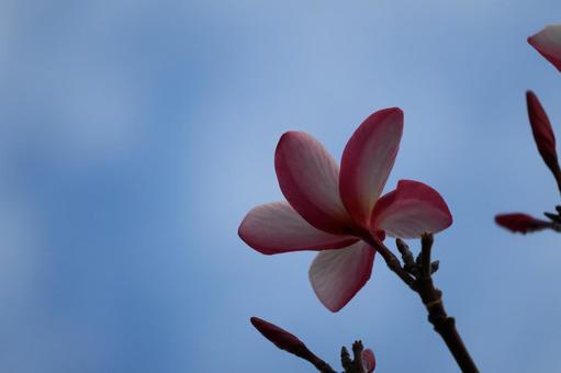 青空をバックにインドソケイの花のアップ 青空,バック,インドソケイの写真素材
