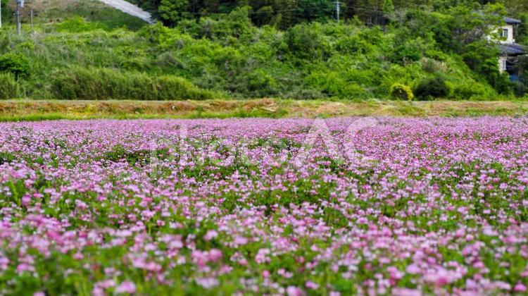 春の大多喜町・レンゲ畑＆新緑の丘・千葉県 春,レンゲ,花の写真素材