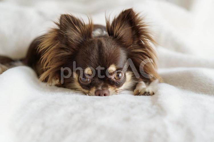 白い毛布の上でくつろぐ犬のチワワ 犬,チワワ,白の写真素材