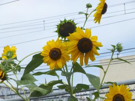 鉄道線路近辺の花壇に咲くヒマワリ 鉄道線路近辺の花壇に咲くヒマワリ ヒマワリ,花,植物の写真素材