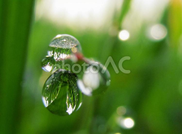 水滴と緑の葉と朝日（Water drops） 水滴,すいてき,しずくの写真素材