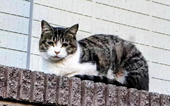 塀の上から寛ぎ中の写真