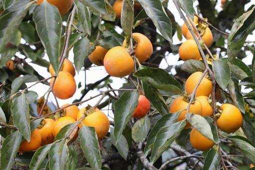 雨あがりの柿の木 雨あがりの柿の木 植物,果物,柿木なりの写真素材