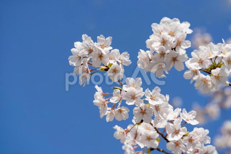 始まりと別れの季節！さくら満開 桜,さくら,ソメイヨシノの写真素材