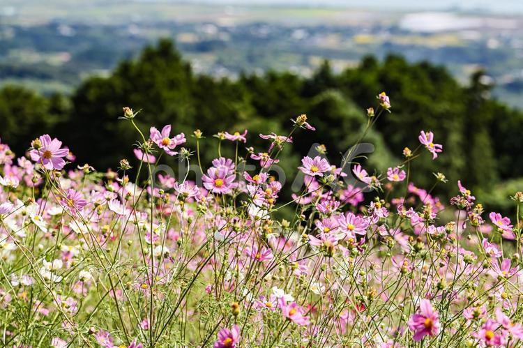 白木峰高原のコスモス 白木峰高原のコスモス コスモス,秋桜,コスモス園の写真素材
