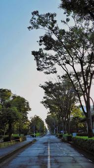 道と木 道と木の写真