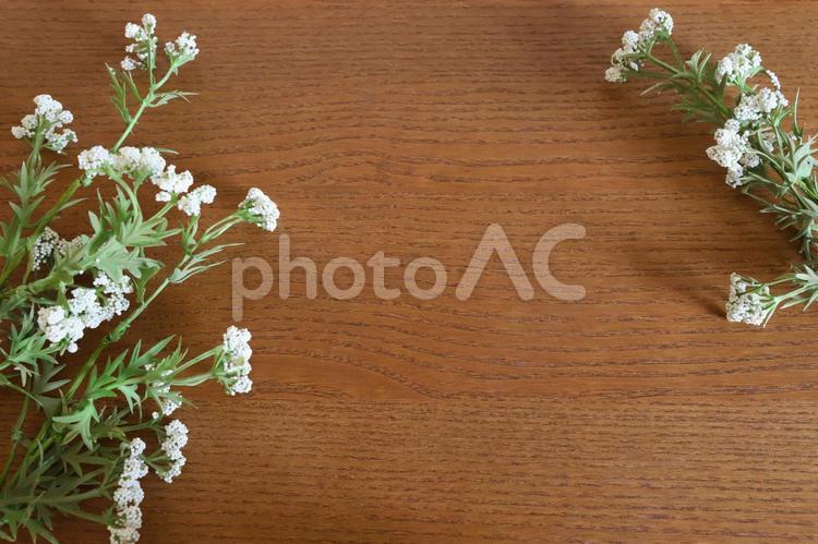 かすみ草　メッセージフレーム 霞草,かすみ草,植物の写真素材