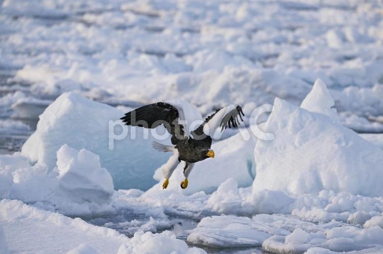 北海道のワシ 知床,鳥,自然の写真素材
