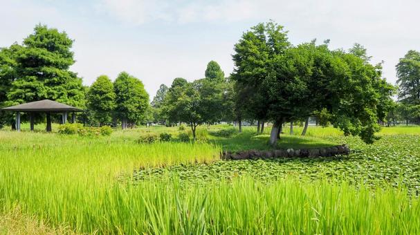Summer Mizumoto Park, green water lily pond and wild grass, Katsushika Ward, JPG