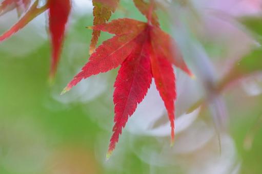 秋の気配・色づき始めたカエデ 秋の気配・色づき始めたカエデ 紅葉,秋,モミジの写真素材