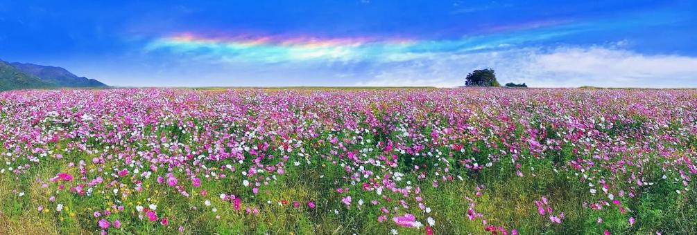 イメージ素材/コスモス畑と彩雲 イメージ素材/コスモス畑と彩雲の写真