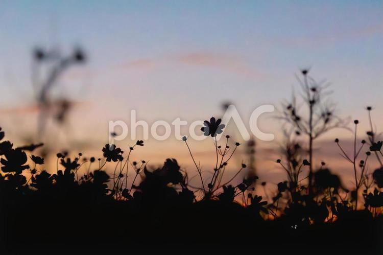 早朝のコスモス畑 早朝,コスモス畑,グラデーションの写真素材