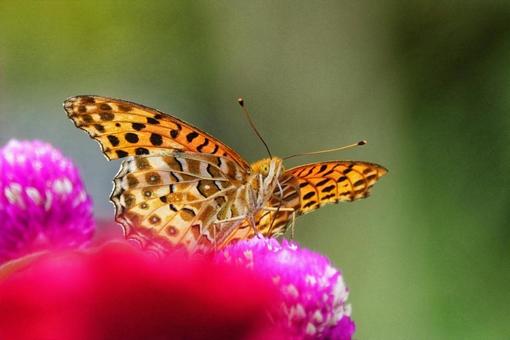 秋の蝶々の写真