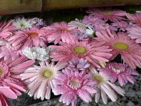 花 花 きれい,キレイ,鮮やかの写真素材