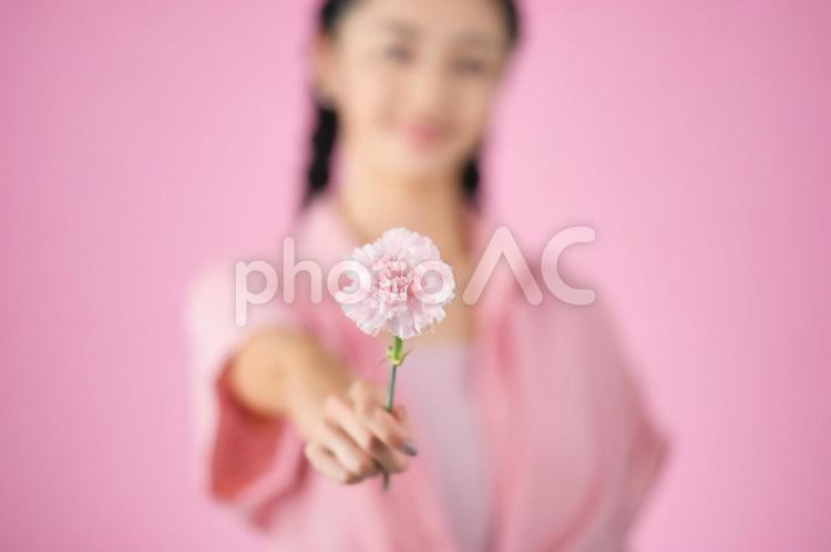 ピンク背景でカーネーションを差し出す女性 女性,日本人,ポートレートの写真素材
