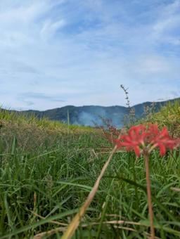 秋の風景 彼岸花,秋,秋空の写真素材
