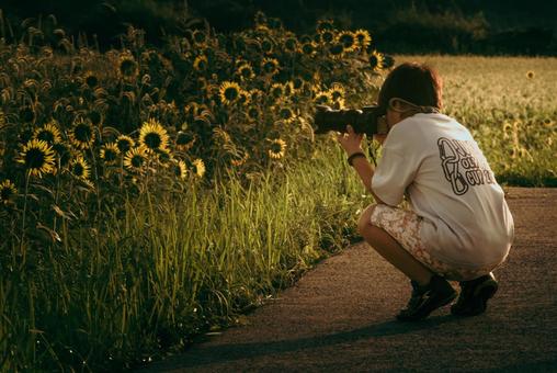 <素材>夕焼けのひまわり畑を撮る少年 <素材>夕焼けのひまわり畑を撮る少年の写真