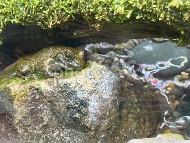水槽の中のカジカガエル カジカガエル,趣味,ペットの写真素材