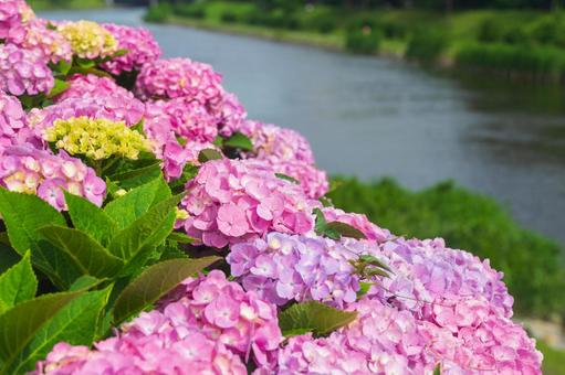 Photo, hydrangea, old nakagawa waterside park, former nakagawa, 