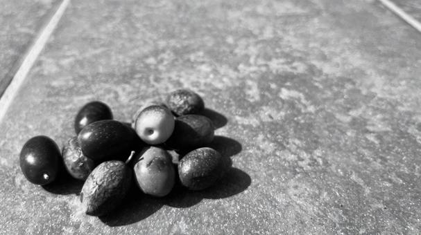 オリーブの実、コピースペース オリーブ,オリーブの実,幸いの写真素材