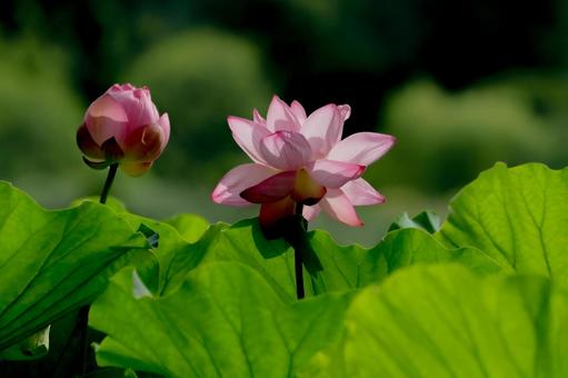 蓮 蓮 蓮,ハス,上野公園の写真素材