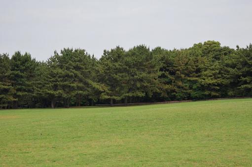 芝生の緑地と緑の木々の森の公園 芝生の緑地と緑の木々の森の公園 芝生,緑地,緑の写真素材